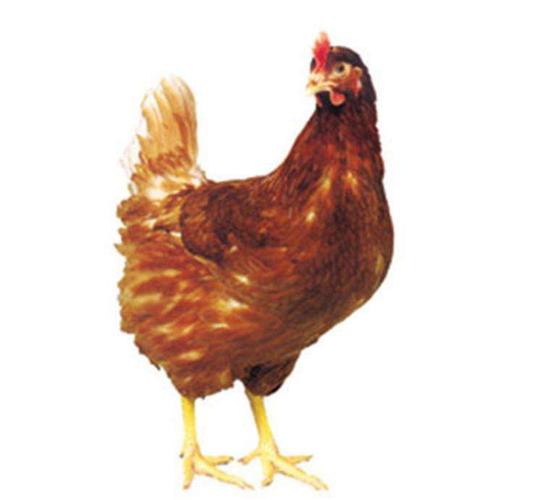  养殖百科  青年鸡育雏批发厂浅谈青年鸡的饲养管理技术