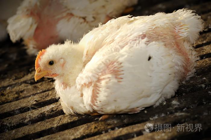 px发票合同问题/饲料公鸡家禽鸡母鸡动物农场里的鸡为饲养和养殖肉